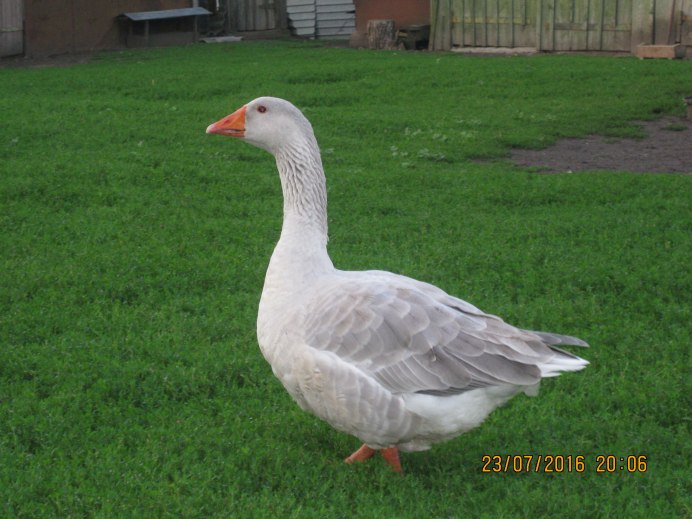 Гусь атакует