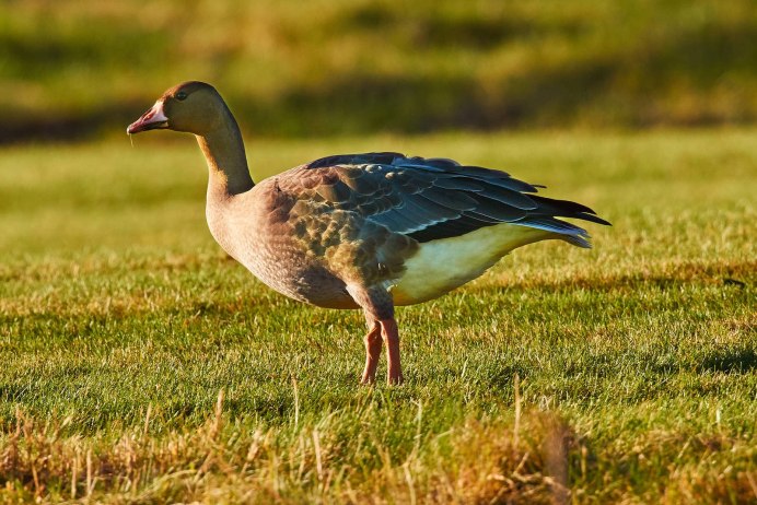Плешивый Нильский Аист