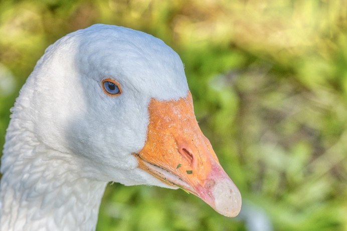 Фото Тулунского гуся