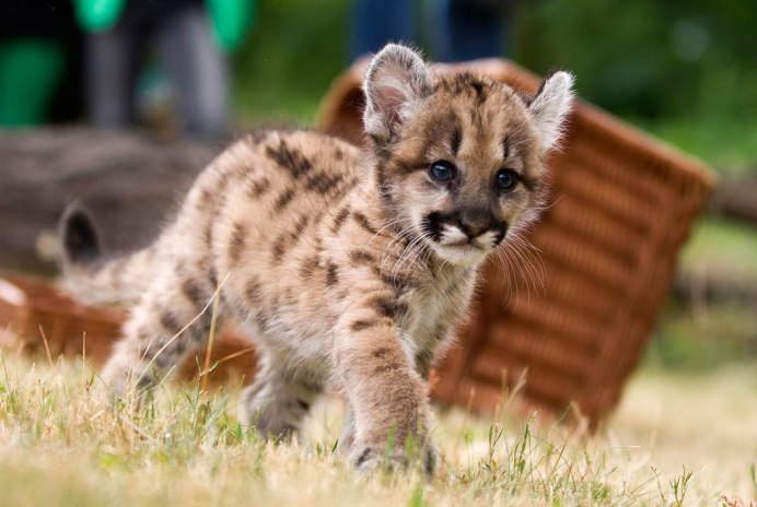 Baby Puma животное