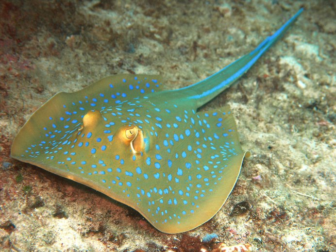 Электрический Скат морской дьявол