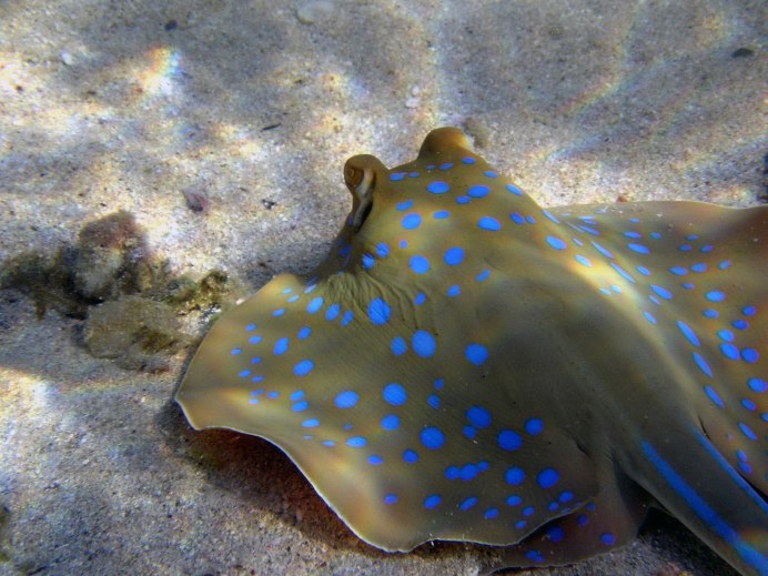 Скаты в Азовском море
