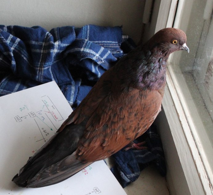 Голубь dove спать