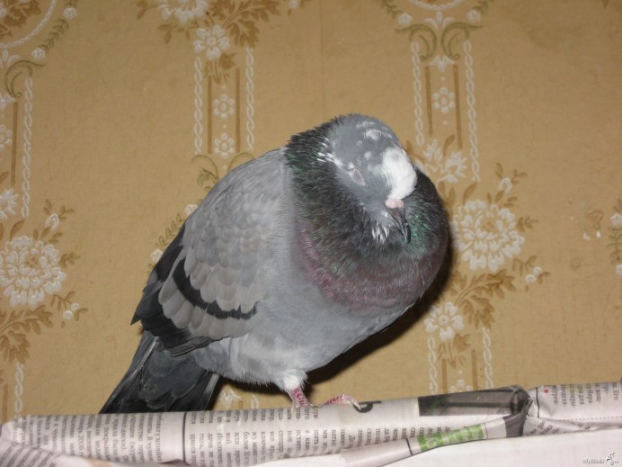 Спящие голуби