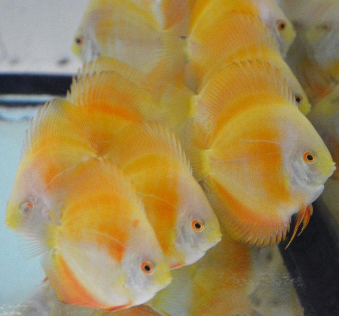 AHM.Discus
