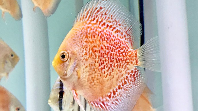Антонелло греко Discus