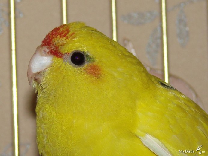 Какарик самка