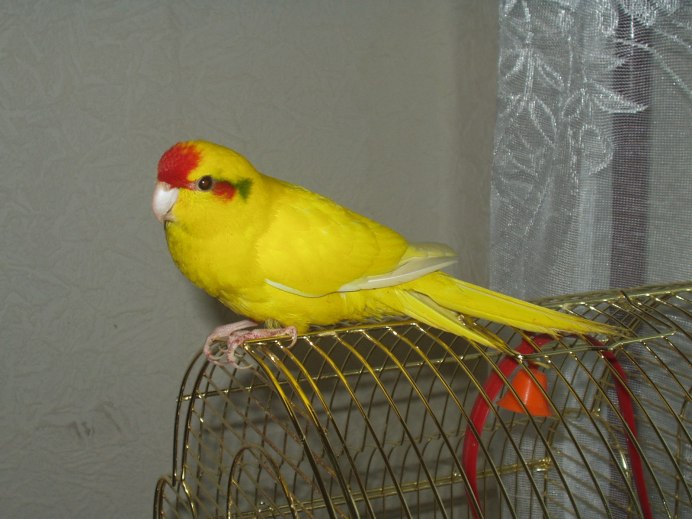 Какарик самка