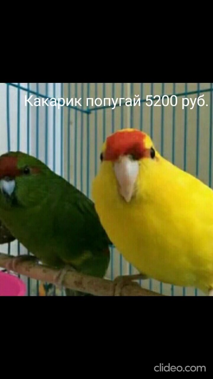 Какарик желтый самка