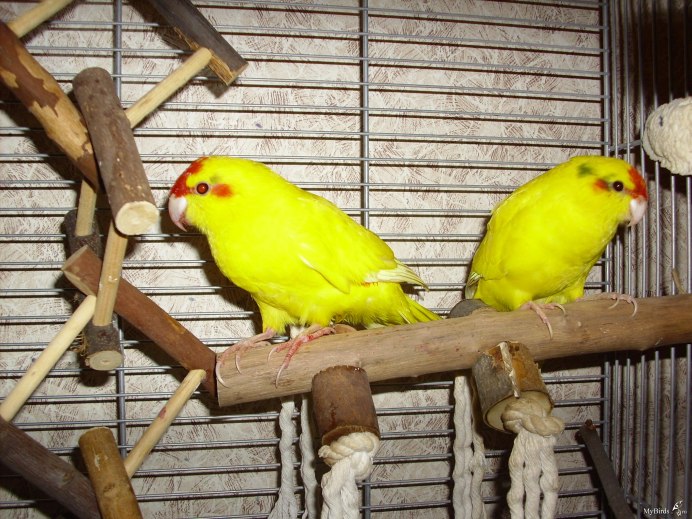 Cyanoramphus novaezelandiae