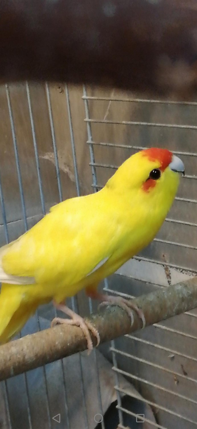 Какарик желтый
