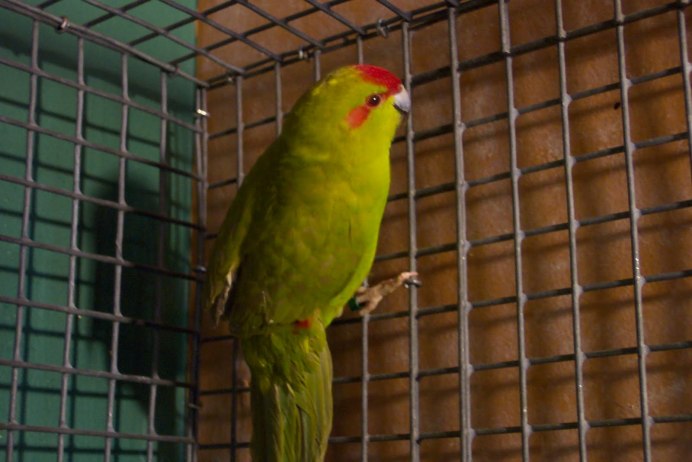 Какарик мальчик