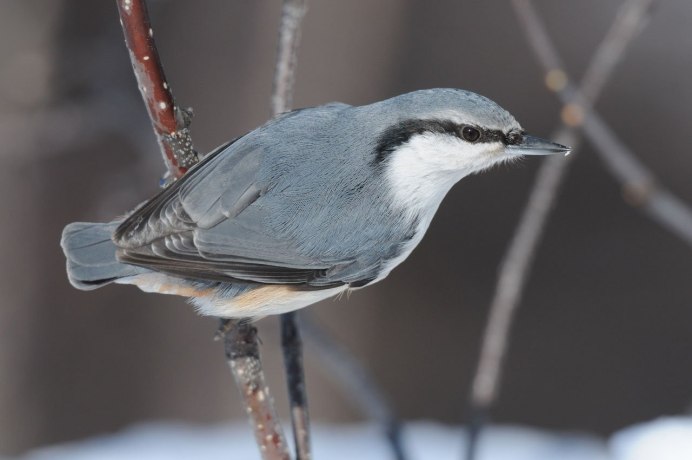 Gray Catbird птица