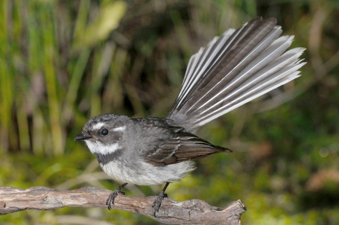Птица Мясник сорокопут