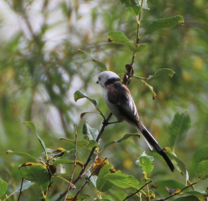 Серая птица с длинным хвостом