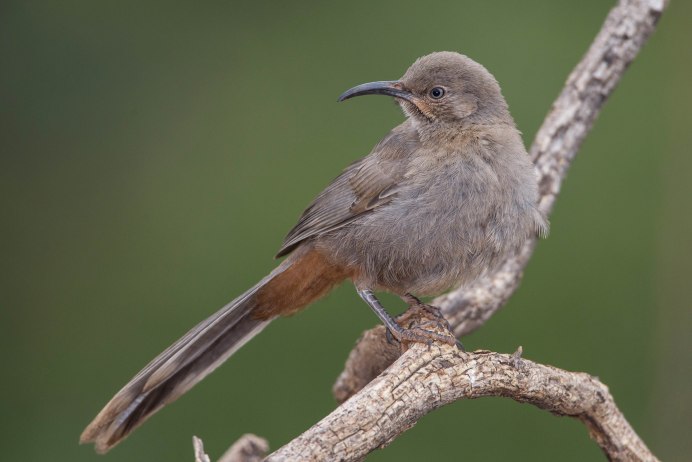 Scissor tailed Flycatcher