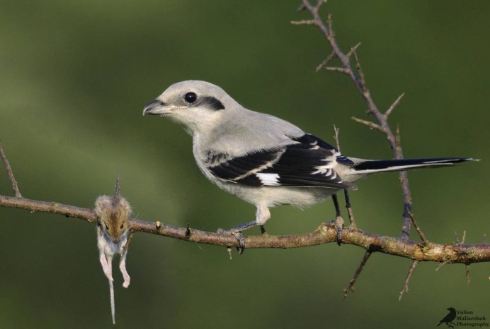 Серая птица с длинным хвостом