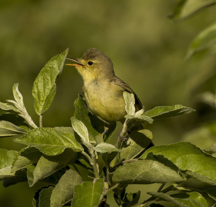 Пеночка-теньковка гнездо