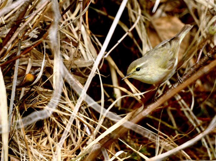 Гнездо пеночки Пересмешки