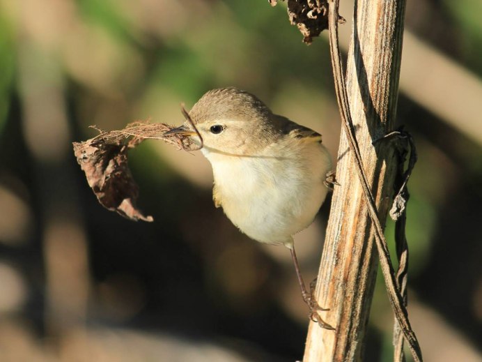 Зеленая пересмешка гнездо