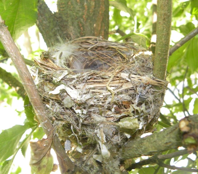 Пеночка птица гнездо