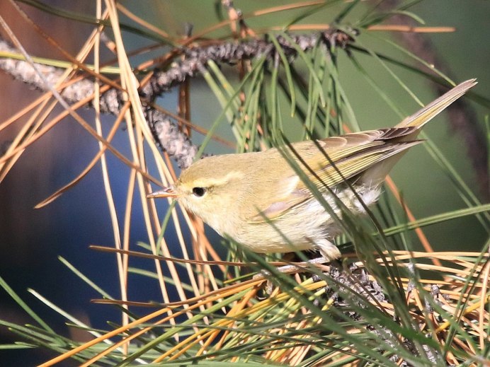 Пеночка весничка птенец