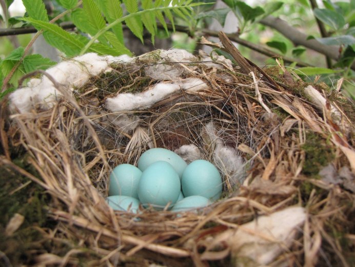 Пеночка-теньковка гнездо