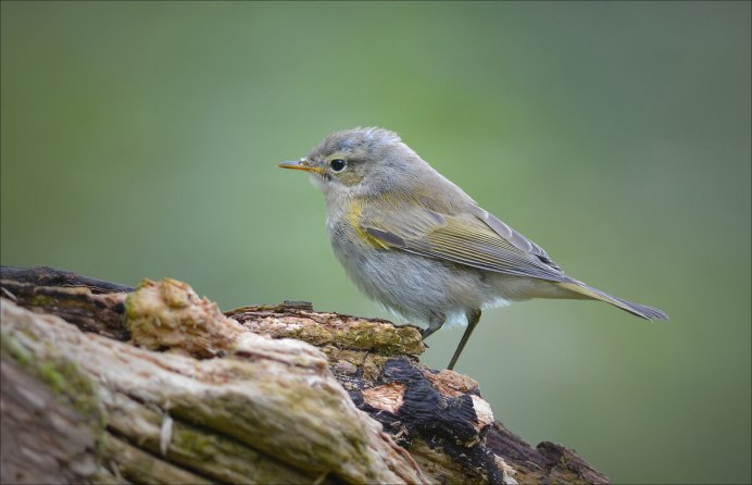 Птица пеночка весничка