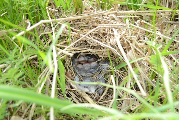 Гнездо зеленушки
