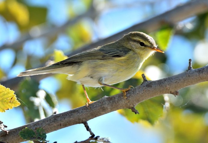 Соловей обыкновенный гнездо