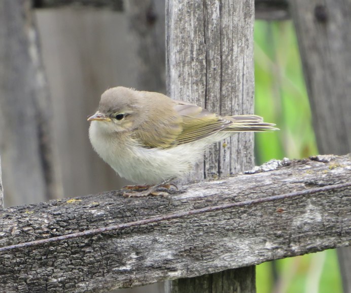 Зелёная пеночка птица голос