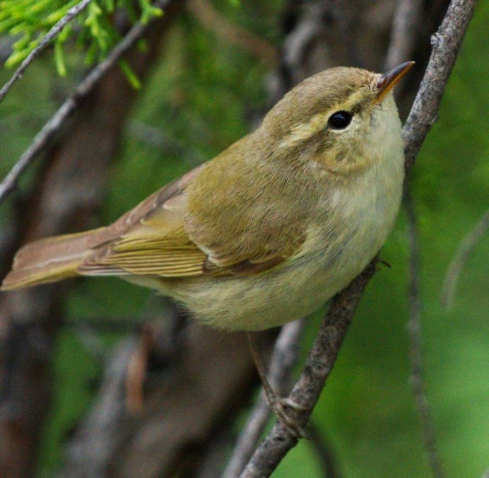 Пеночка голосистая