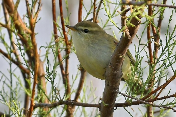 Пеночка птица яйца