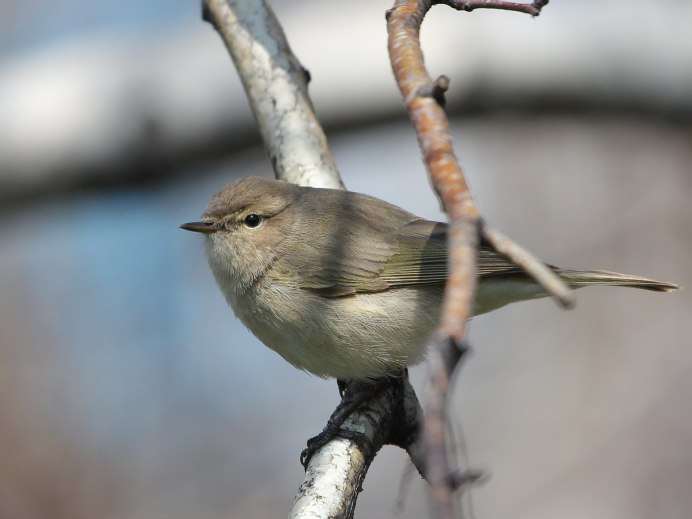 Птица пеночка теньковка