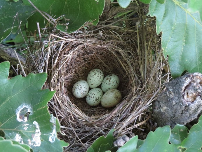 Зеленая пеночка