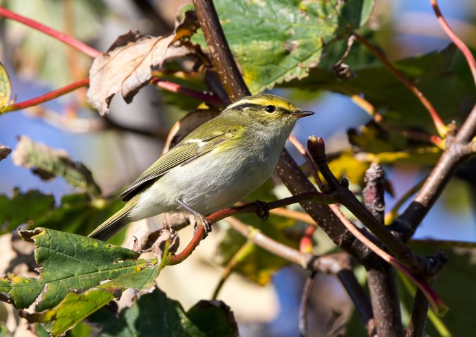 Гнездо Вараганов
