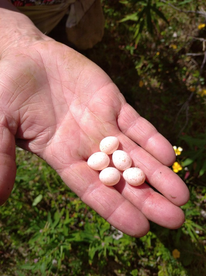 Пеночка птица яйца