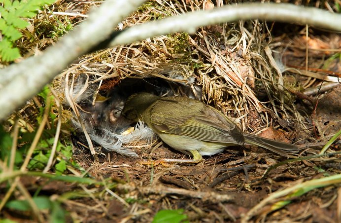 Пеночка-теньковка слеток
