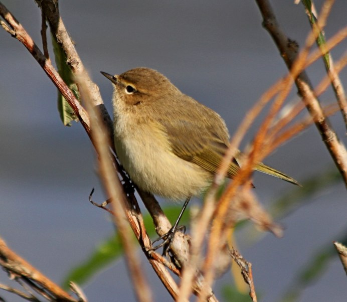 Пеночка-весничка гнездо