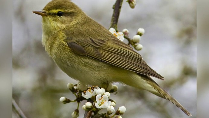 Пеночка-теньковка (Phylloscopus collybita)