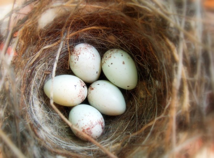 Зеленая пеночка Phylloscopus trochiloides