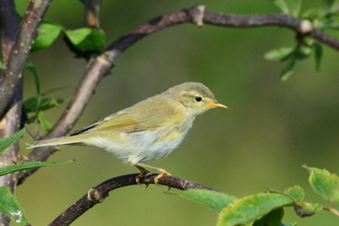 Птичка пеночка теньковка