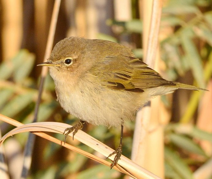 Птица пеночка весничка