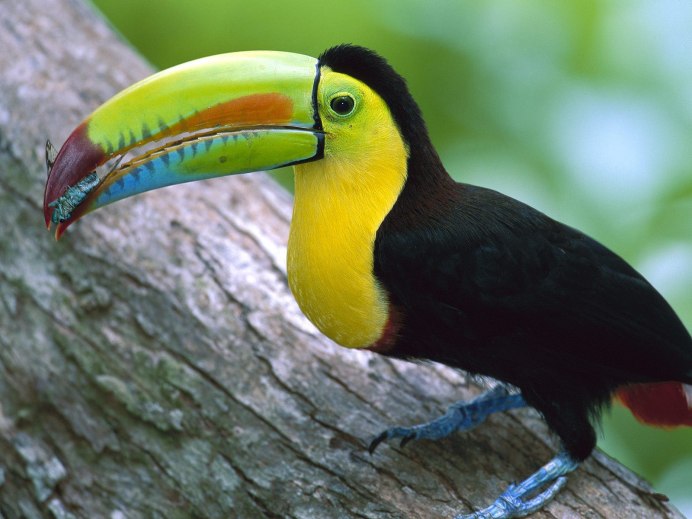 Ramphastos Brevis