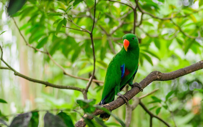 Rainbow Lorikeet