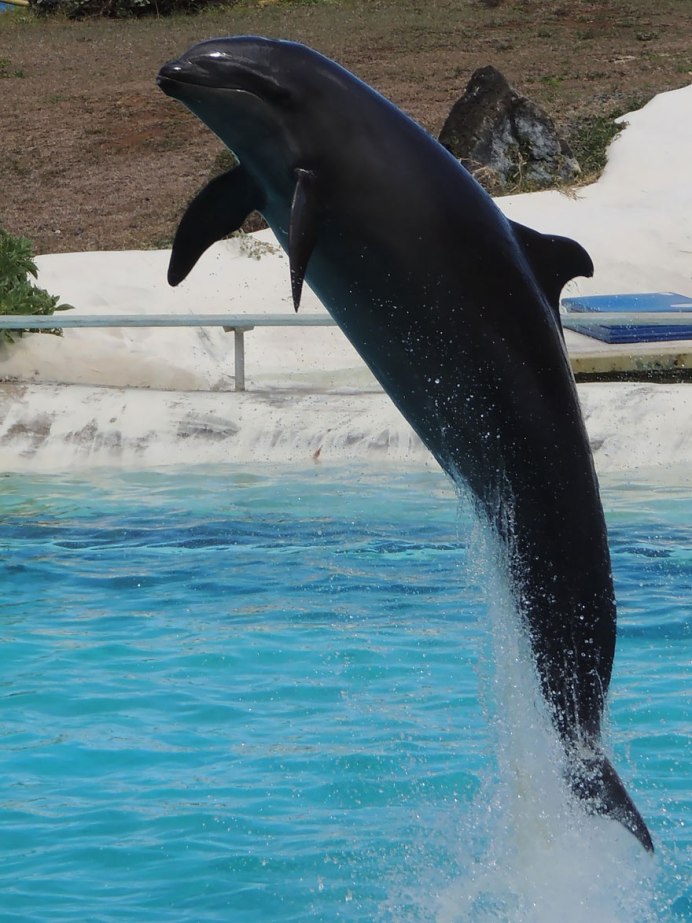 Косатка Orcinus Orca