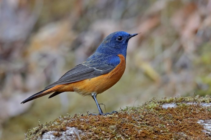 Обыкновенная горихвостка (Phoenicurus Phoenicurus)