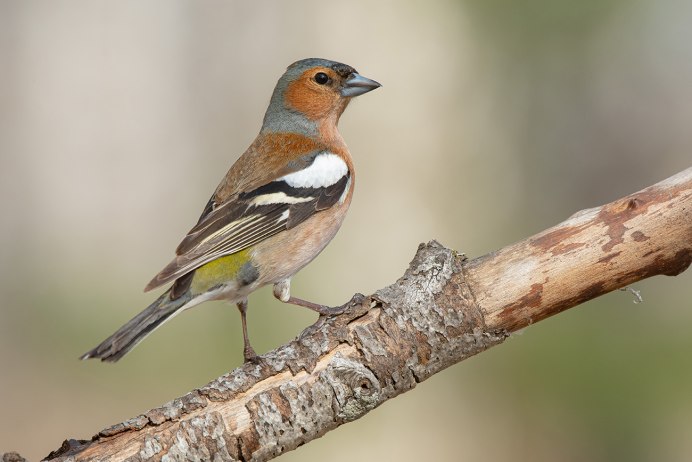 Зяблик (fringilla COELEBS)