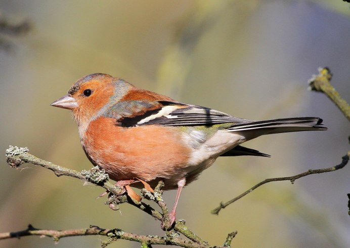 Слеток зяблика