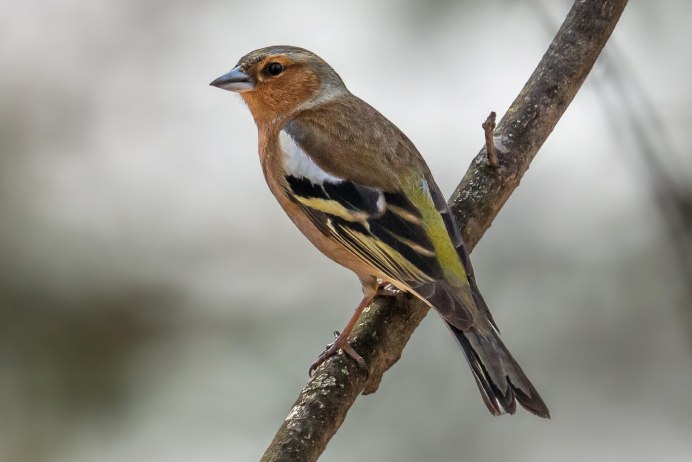 Зяблик Крымский